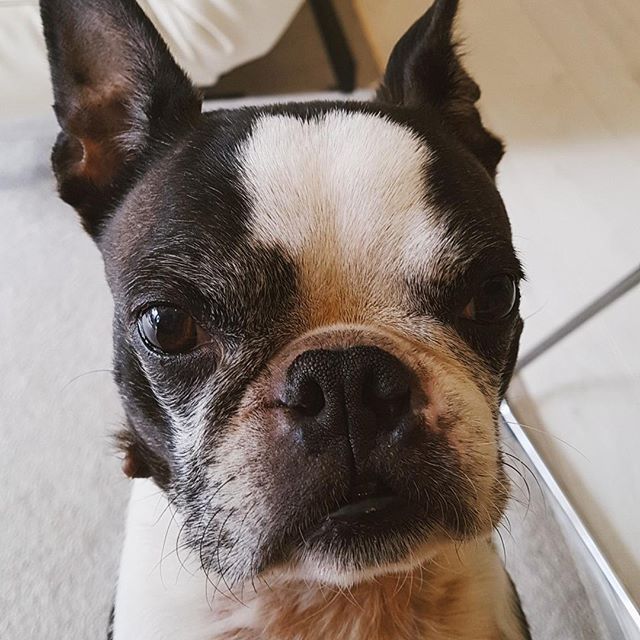 This is Oscar's face when he doesn't get enough attention (especially when he can smell there's food out). He gets annoyed and starts to do this low little grumble in his throat. He sometimes even tries to grab my attention by jumping up and pawing at me. He's a cheeky little one, but we all love him just the same. During the menopause it can be easy to get caught up in our emotions. Anger, sadness, stress, anxiety...this can all feel amplified. It gets easy to take it out on the people we love (who else has picked a fight just for the sake of it 🙋) While it can feel satisfying in the moment, we all know it never really accomplishes anything. If you're reading this and relating to it, the best thing to do is to figure out an outlet for all these emotions. Take time and figure out new healthier coping mechanisms and overtime you might find these intense emotions start to lessen 💋 ⁣
•⁣
•⁣
•⁣
•⁣
•#relationships #womenempowerment #love #yourself #loveyourself #woman #women #experience #megsmenopause #megmathews #menopause #menos #dontstopbelieving #youareincontrol #doggoals #bostonterrier